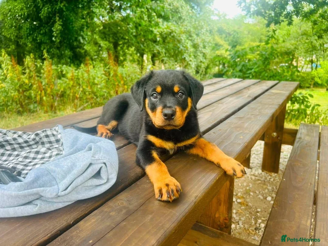 Rottweiler dogs for sale: Exceptional huge Rottweiler pups from amazing line - Advert 1