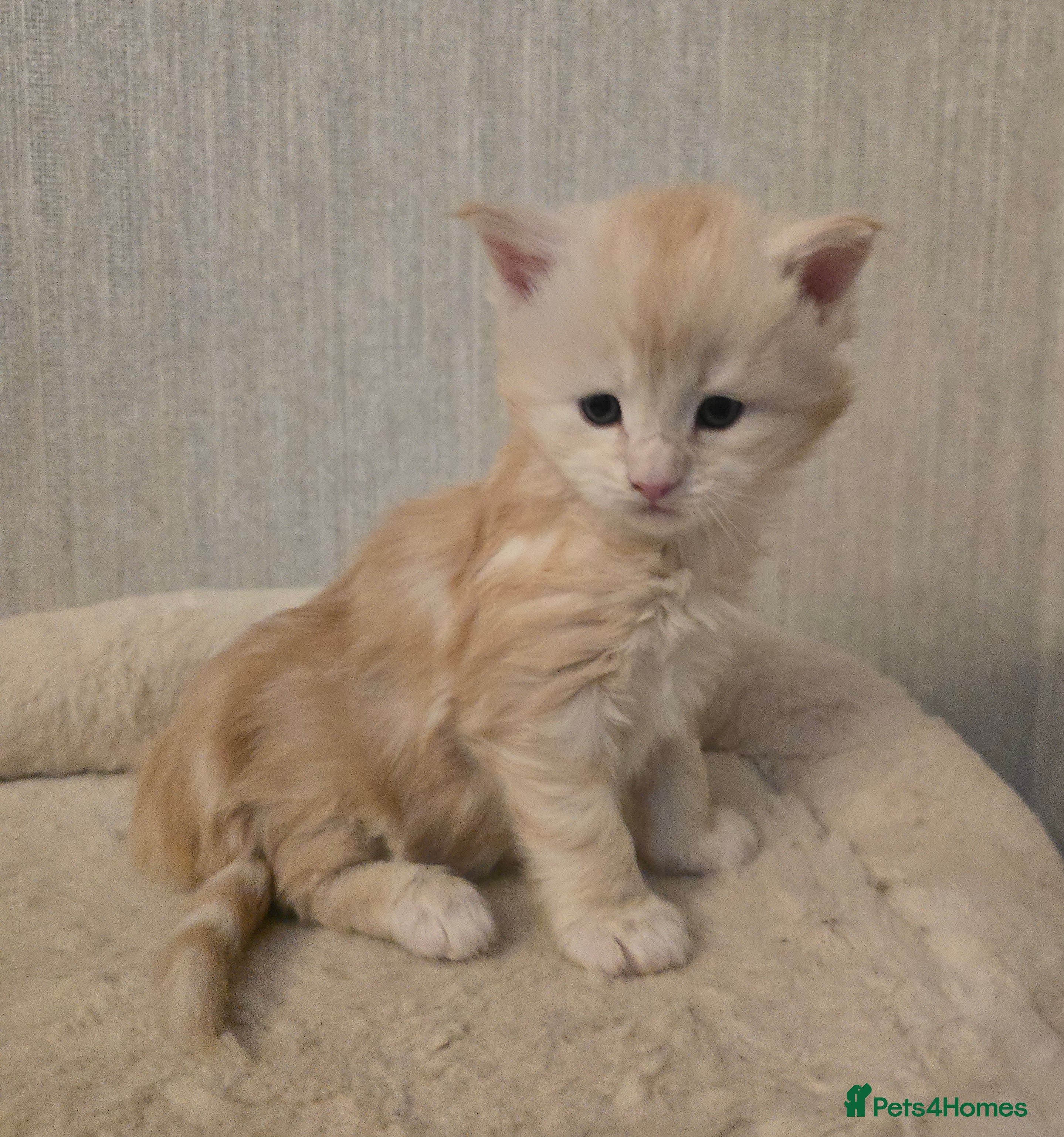 Maine Coon cats Chunky TICA registered Maine Coon Kittens - Advert 5