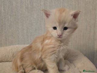 Maine Coon cats Chunky TICA registered Maine Coon Kittens - Advert 3