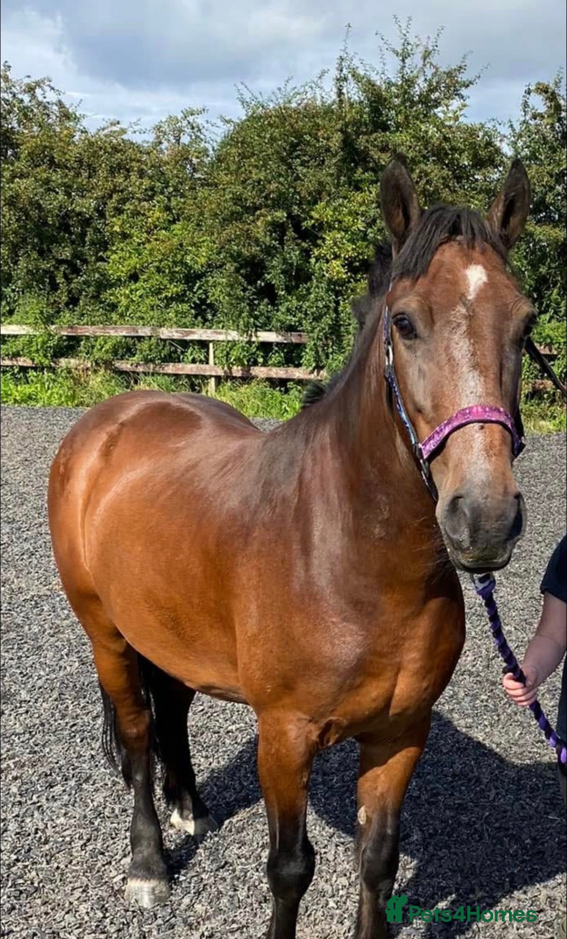 New Forest horses Dash - looking for a loving home. - Advert 6