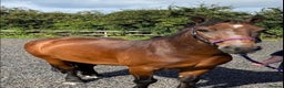 New Forest horses for sale: Dash - looking for a loving home. - Advert 1