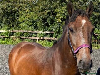 New Forest horses Dash - looking for a loving home. - Advert 3