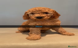 Cockapoo dogs for sale: Stunning F1B Cockapoo Pups - Image 3