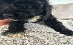 Cavapoo dogs for sale: 🐶 F1B CAVAPOOS 5* HEALTH CHECK 🐶 - Image 21
