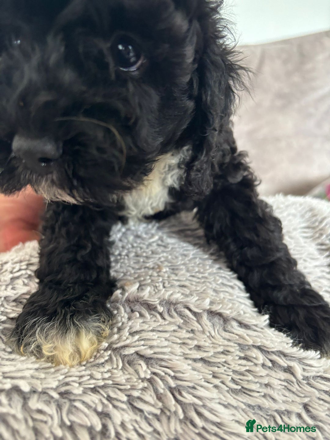 Cavapoo dogs for sale: 🐶 F1B CAVAPOOS 5* HEALTH CHECK 🐶 - Image 21