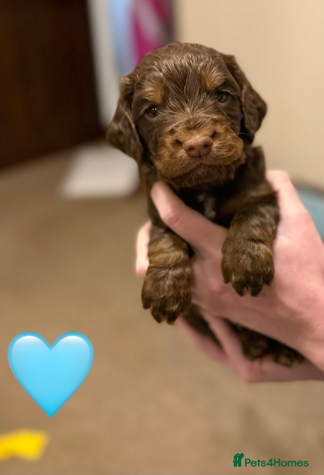 Cocker Spaniel dogs for sale: ✨ Chocolate & Tan Cocker Spaniel Puppies ✨ - Advert 4