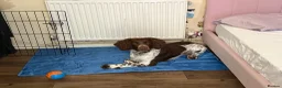 Sprocker dogs for sale: Need to rehome - Advert 5
