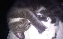 Mixed Breed cats for sale: Cute lil grey bengal cross russion blue - Image 2