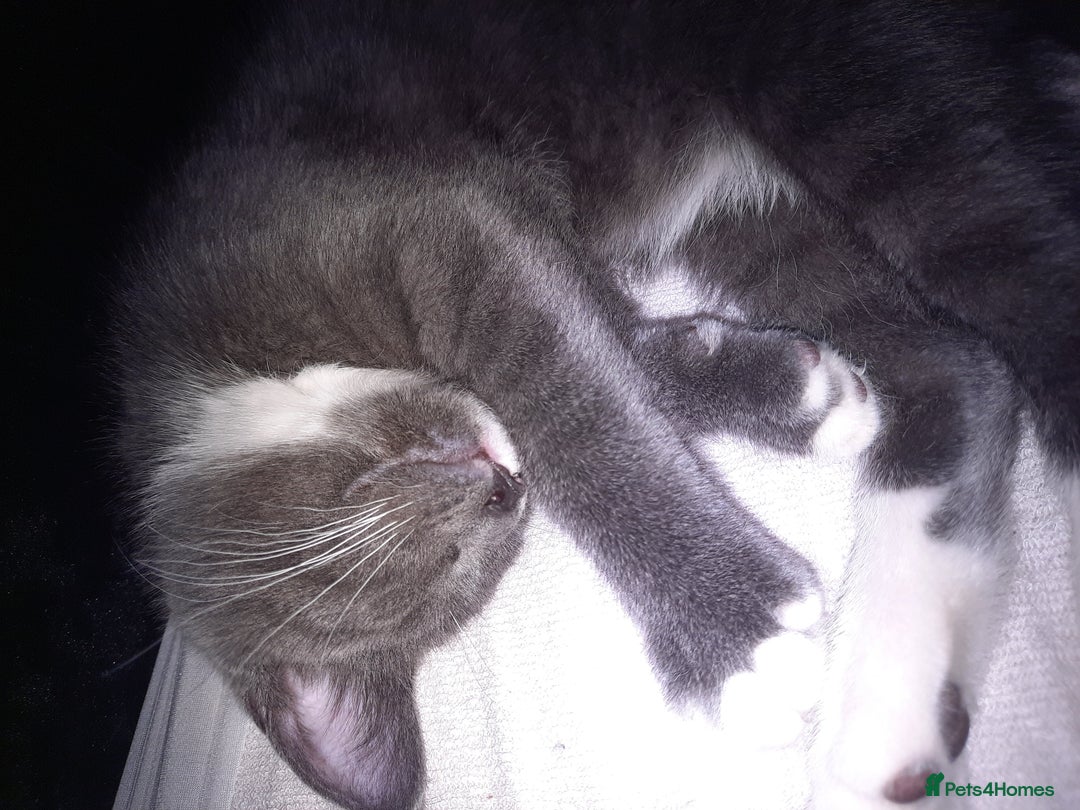 Mixed Breed cats for sale: Cute lil grey bengal cross russion blue - Image 2