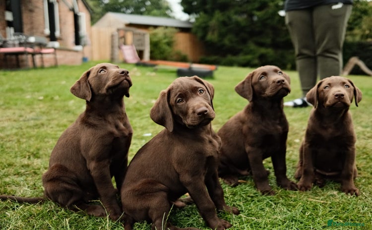 Labrador Retriever dogs - Advert 1