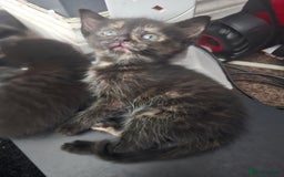 Mixed Breed cats for sale: Mixed breed kittens  - Image 7
