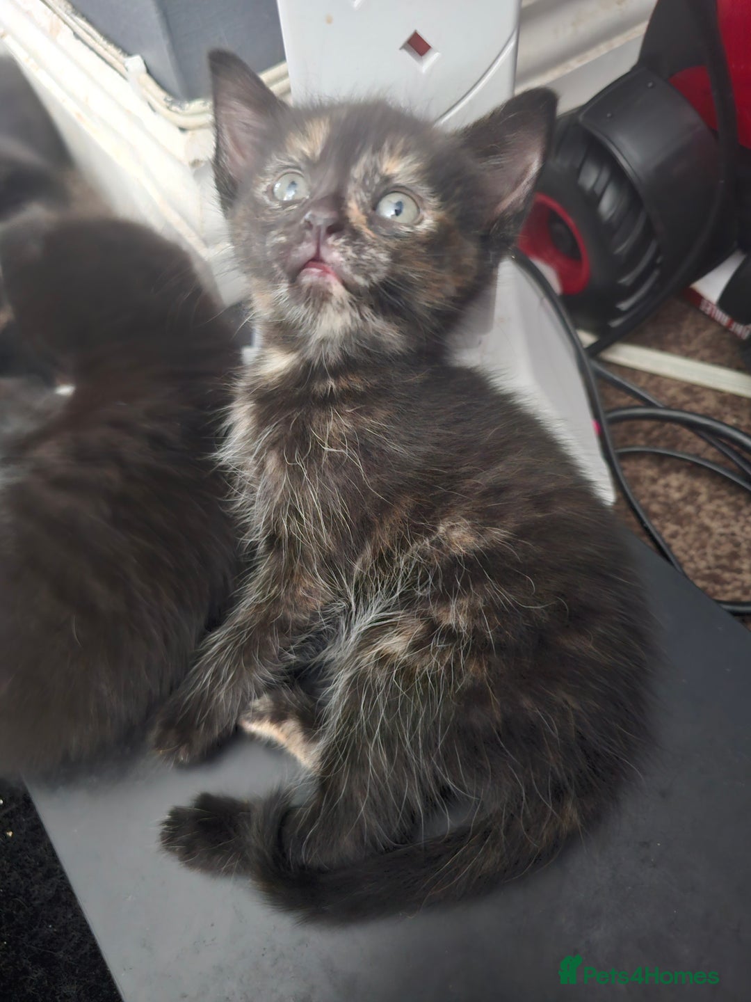 Mixed Breed cats for sale: Mixed breed kittens  - Image 7