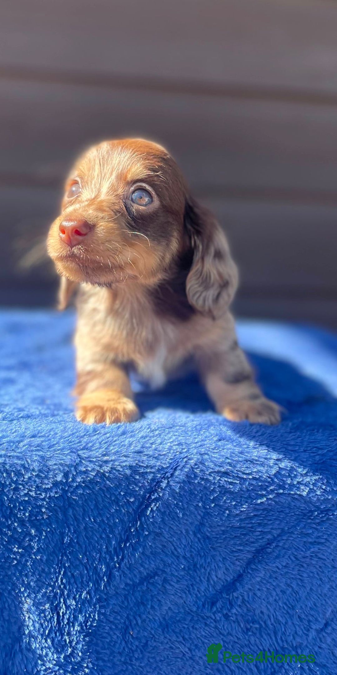 Miniature Dachshund dogs for sale: Long haired miniature Dashshund puppies  - Image 38
