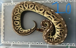 Python Snake reptiles for sale: Royal Pythons - Image 10