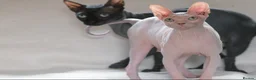Sphynx cats for sale: Sphynx Kittens   - Advert 8