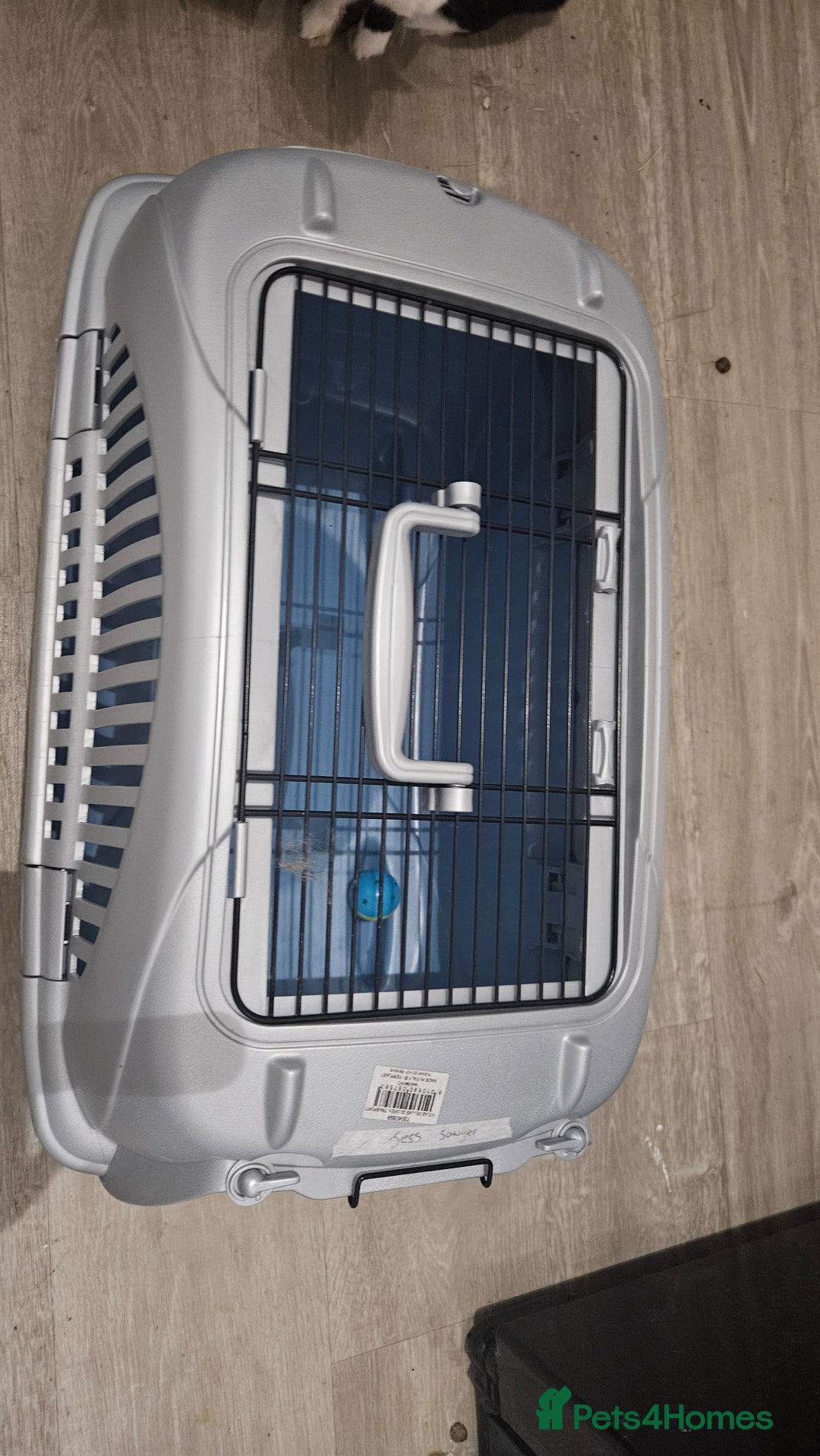 British Shorthair cats for sale: Boy cat for sale includes food/bed/toys - Advert 7