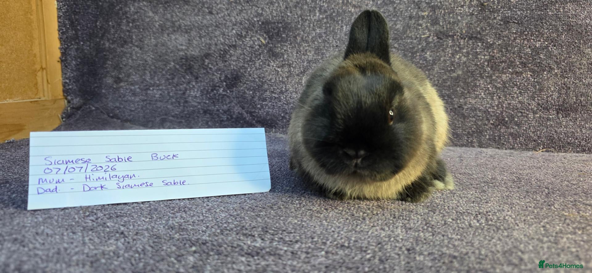 Netherland Dwarf rabbits for sale: Netherland dwarfs ready for new homes - Advert 7