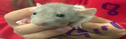 Rat rodents for sale: Dumbo rats in Manningtree - Advert 19