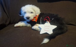 Old English Sheepdog dogs for stud: Proven KCRegistered Stunning OLD ENGLISH SHEEPDOG  in Mansfield - Image 10
