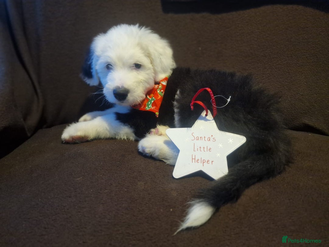 Old English Sheepdog dogs for stud: Proven KCRegistered Stunning OLD ENGLISH SHEEPDOG  in Mansfield - Image 10