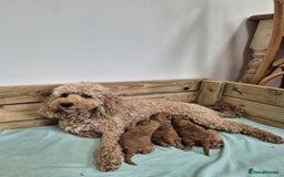Cockapoo dogs for sale: Fox red cockapoo's - Image 7