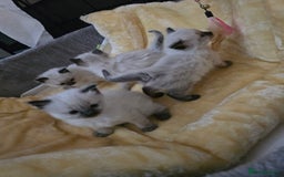 Ragdoll cats for sale: Ragdol KITTENS 😸 ♥️  - Image 30
