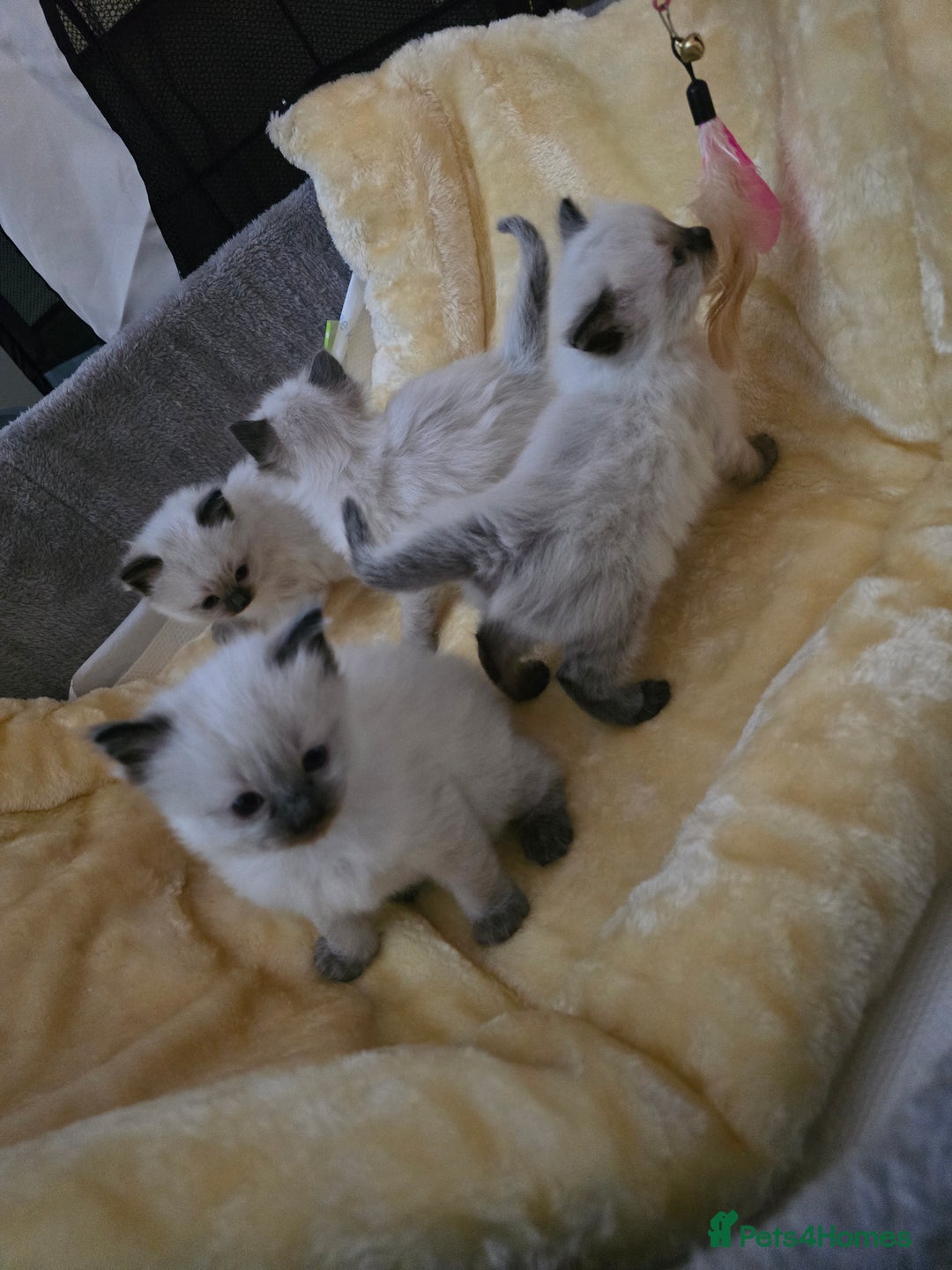 Ragdoll cats for sale: Ragdol KITTENS 😸 ♥️  - Image 30