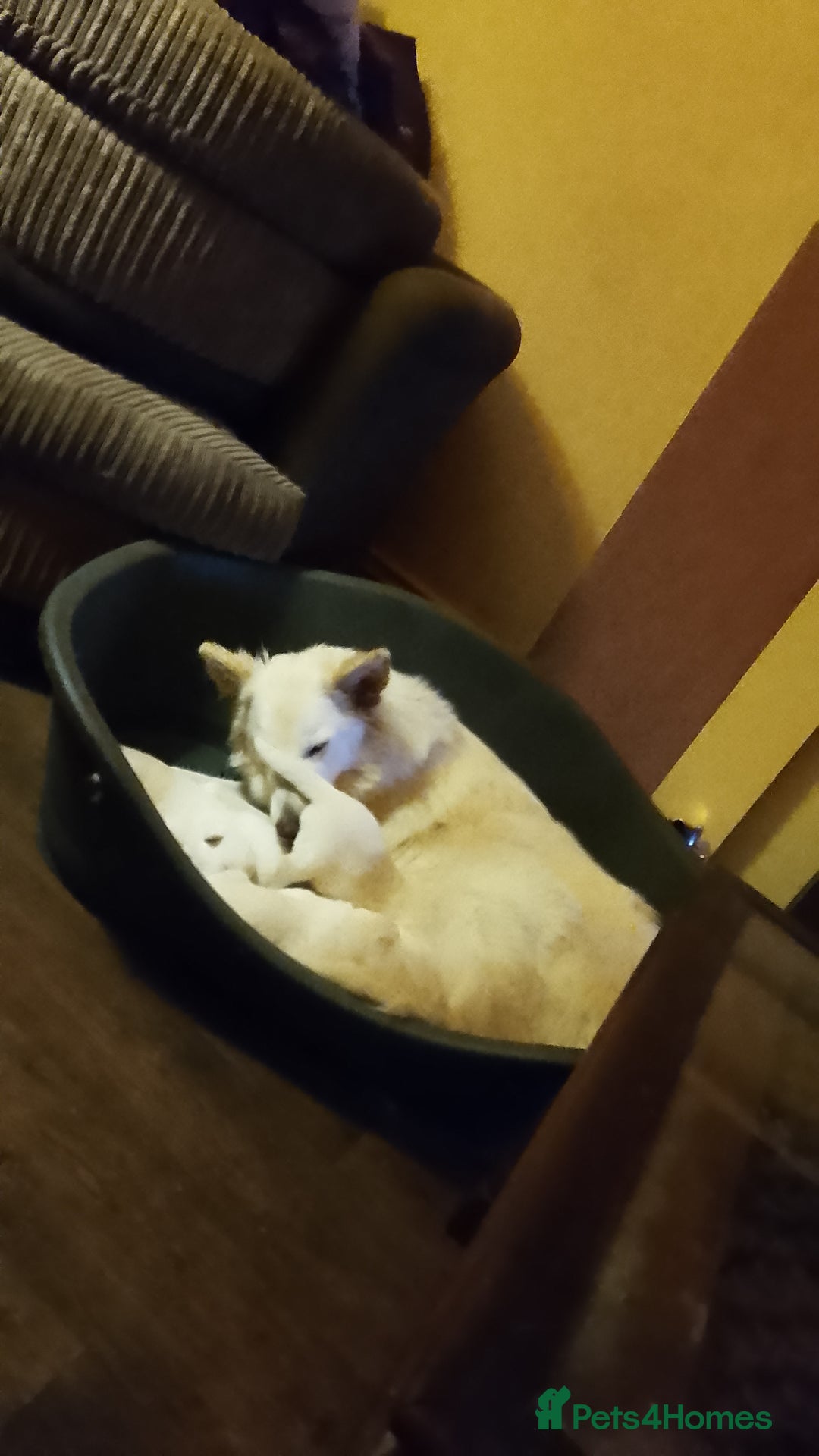 Mixed Breed dogs for sale: Northern Inuit x German shepherd puppies for sale  - Image 2