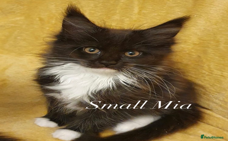 Maine Coon cats - Advert 4