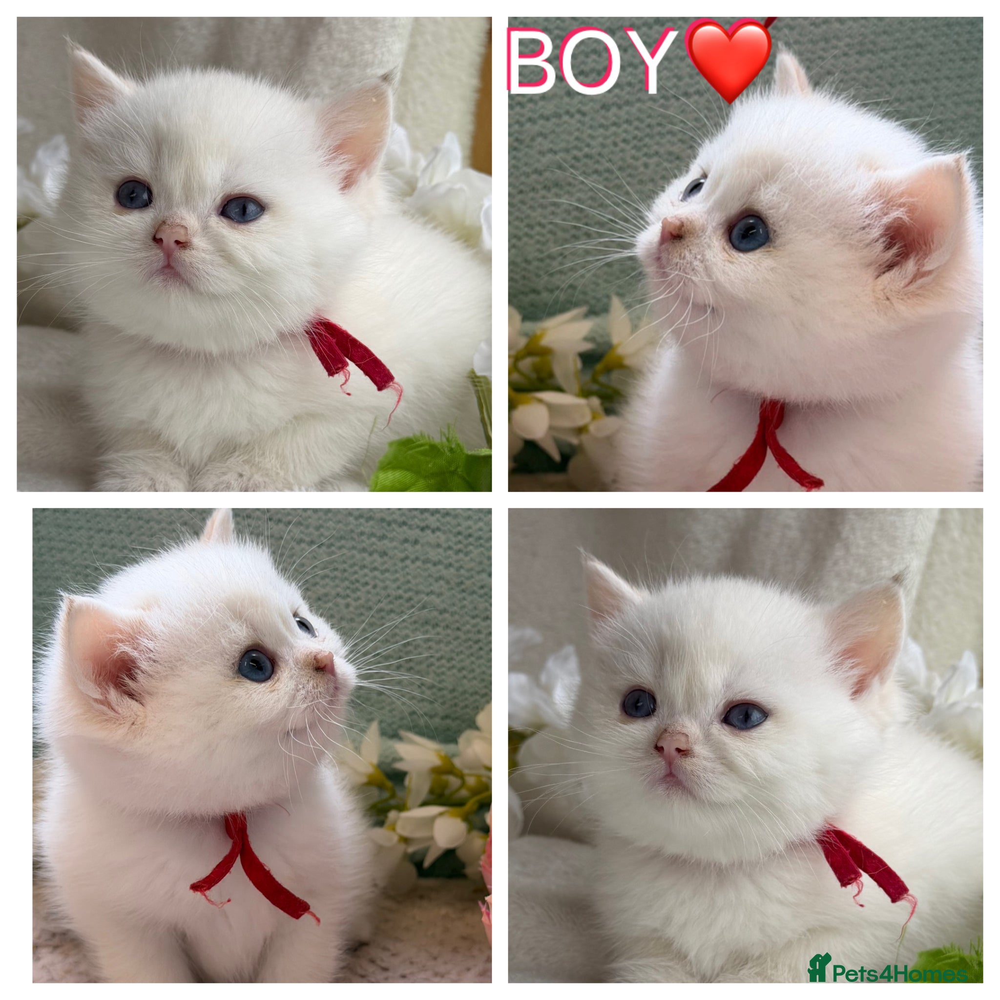 British Shorthair cats for sale: British shorthair golden adorable kitten GCCF  - Advert 3