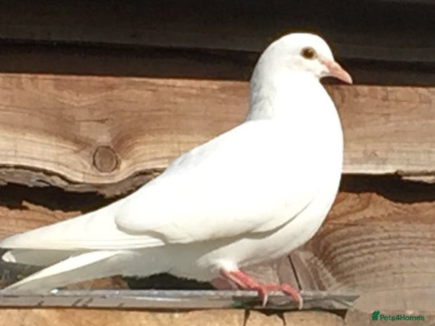 Doves birds - Advert 4