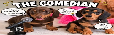 Miniature Dachshund 3