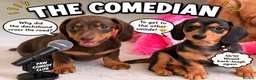 Miniature Dachshund dogs for sale: Pra clear mini dachshunds  - Advert 5
