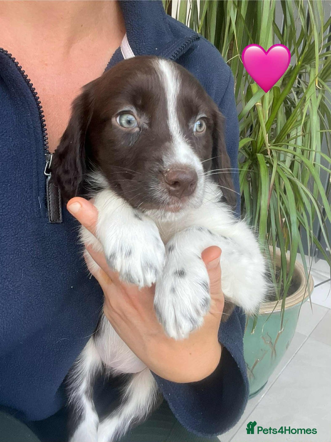 Border Collie dogs for sale: Beautiful Border Collie x Springer Spaniel Puppies - Image 21