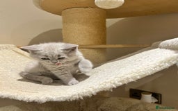 British Shorthair cats for sale: Tica registered British Shorthair Kittens - Image 9