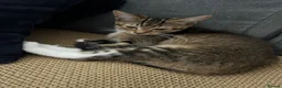 Mixed Breed cats for sale: 2 GORGEOUS GIRLS URGENTLY NEEDING HOMES - Advert 7