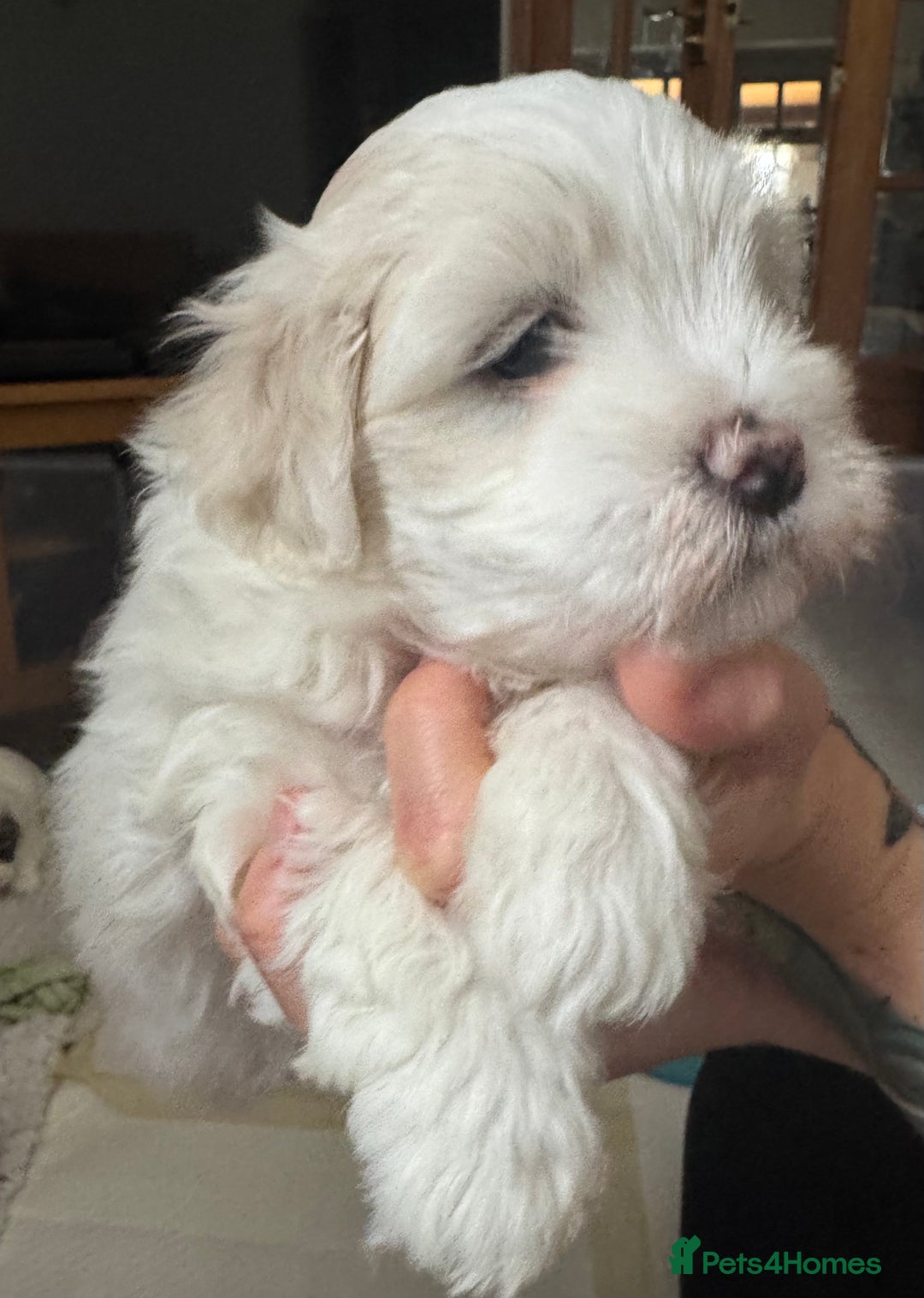 Maltese dogs for sale: Beautiful Maltese cross puppies for sale - Image 2