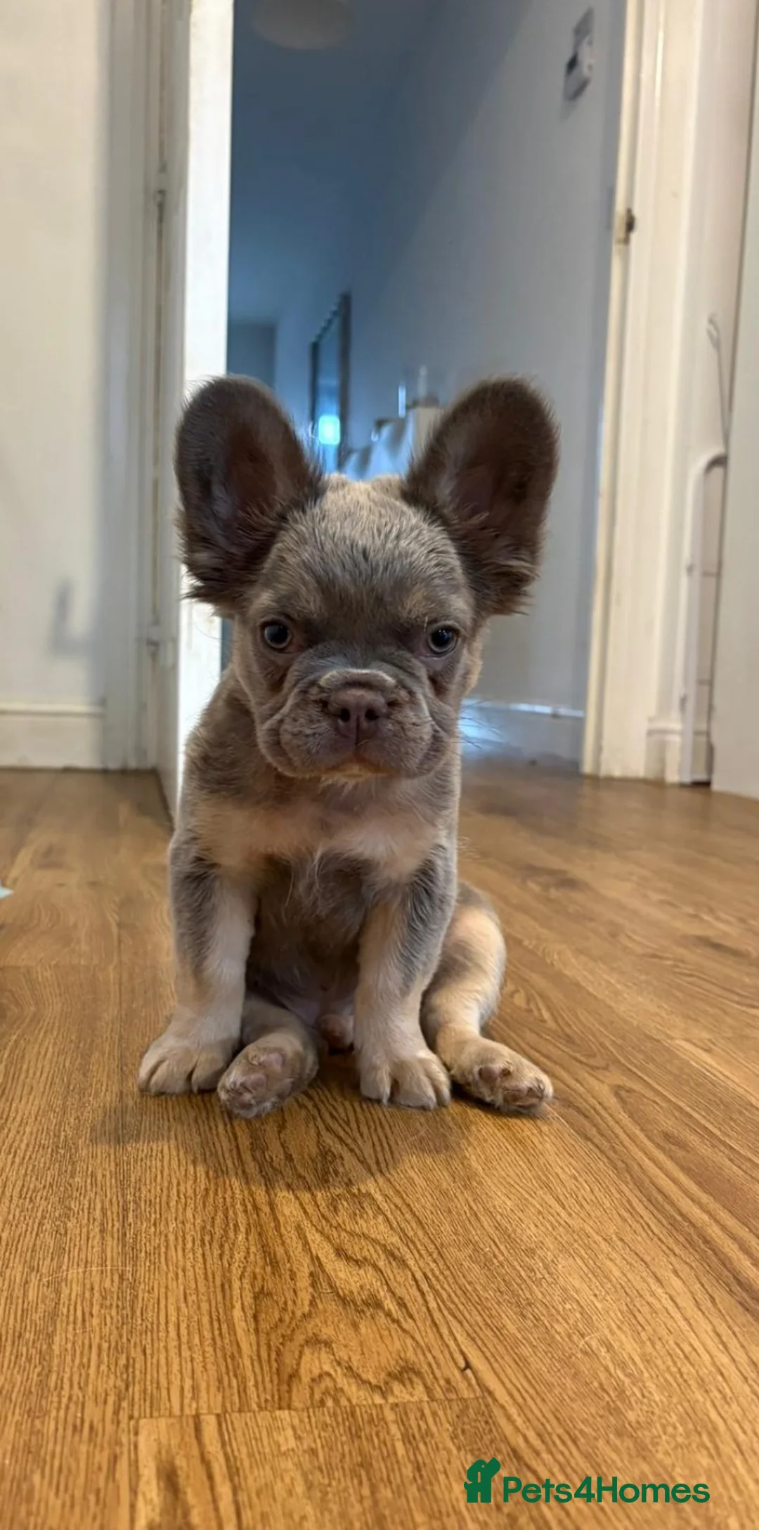 French Bulldog dogs for sale: Adorable male frenchie looking forever home  in Wolverhampton - Advert 1