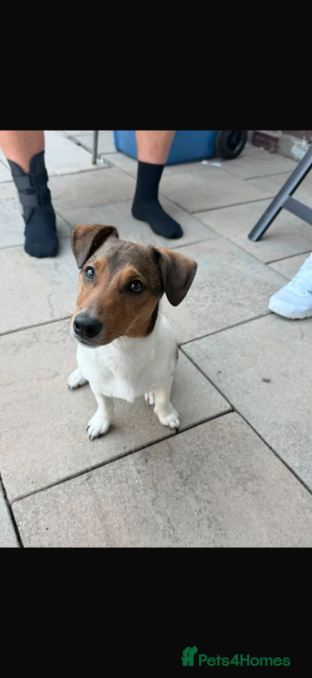 Jack Russell dogs for sale: 7 months old male Jack Russell,prince - Advert 1