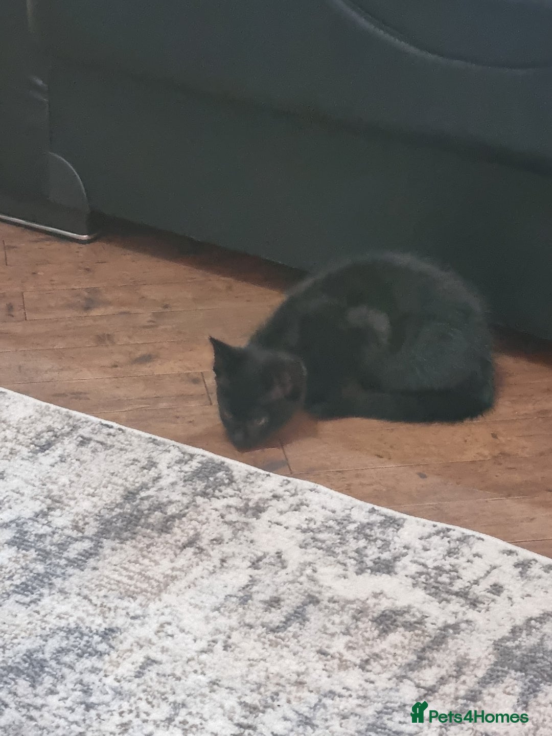 Tonkinese cats for sale: 2 male half tonkinese kittens for sale - Image 5