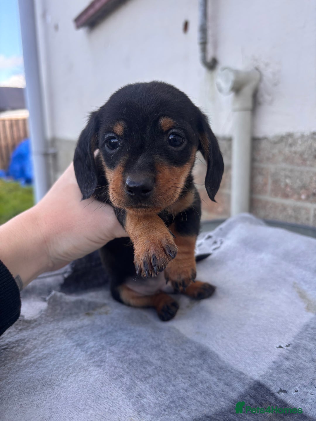 Miniature Dachshund dogs for sale: Miniature dachshund puppies - Advert 4