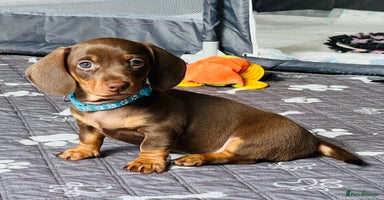 Miniature Dachshund dogs - Advert 8