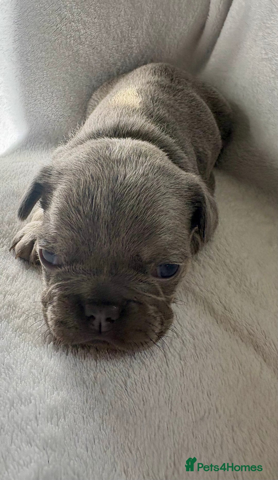 French Bulldog dogs for sale: FLUFFY frenchies puppies  - Image 11