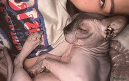 Sphynx cats for sale: Sphynx Cat  - Image 2