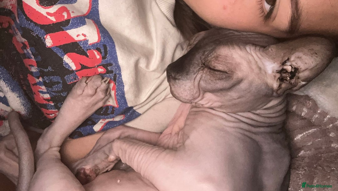Sphynx cats for sale: Sphynx Cat  - Image 2