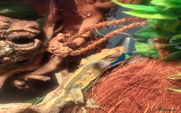 Gecko reptiles for sale: 3 Crested geckos. - Image 2