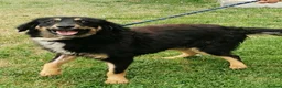 Mixed Breed dogs for adoption:  BROCK– BOY WHO SURVIVED, NOW READY TO THRIVE 💛🐾 - Advert 3