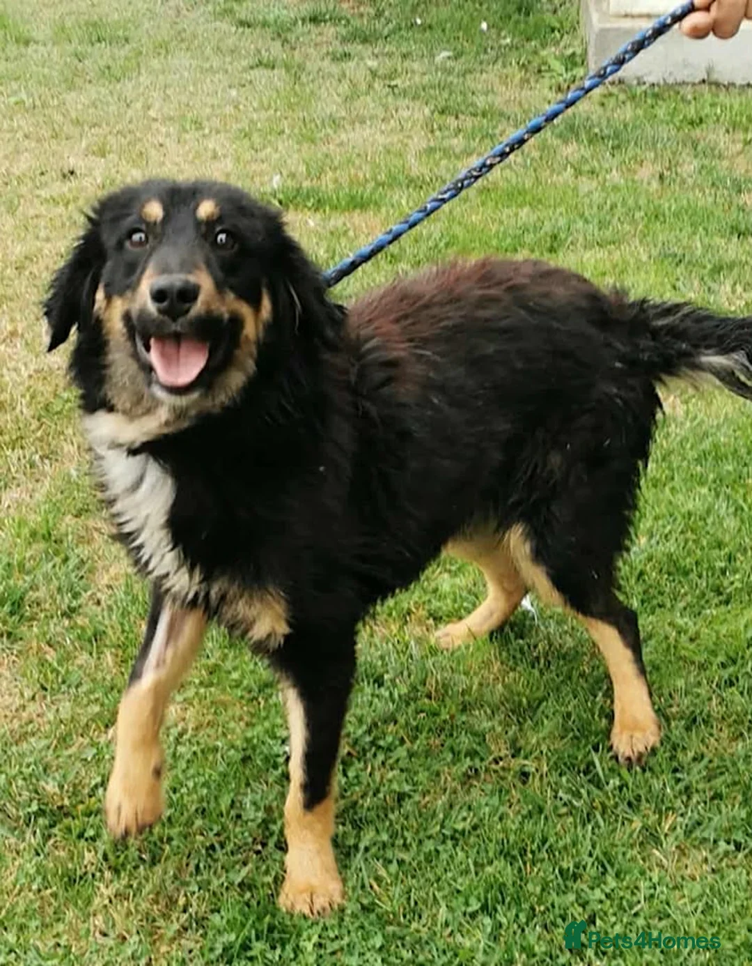 Mixed Breed dogs for adoption:  BROCK– BOY WHO SURVIVED, NOW READY TO THRIVE 💛🐾 - Advert 3