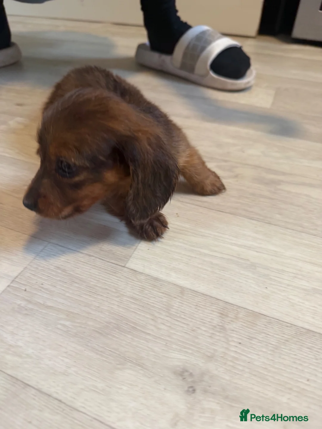 Miniature Dachshund dogs for sale: Miniature Dachshund long haired (KC REG) - Advert 10