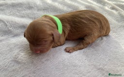 Mixed Breed dogs for sale: Cockapoo/Cavapoo Mix Puppies Available 10 Nov 25 - Image 21
